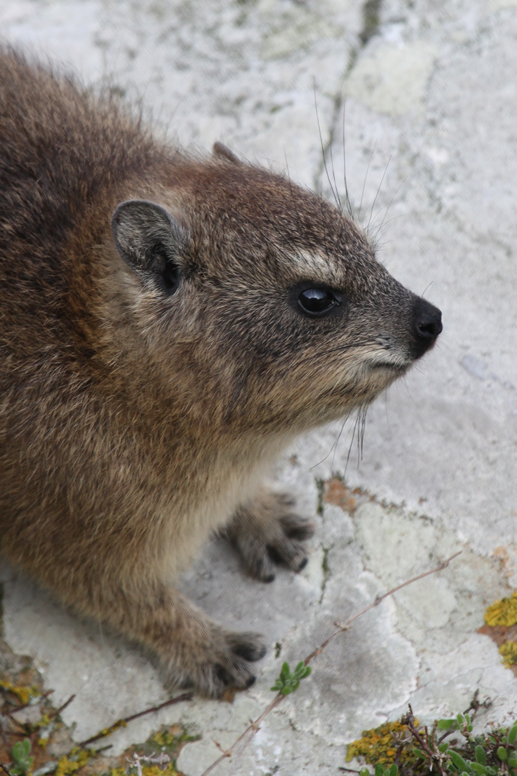 hyrax